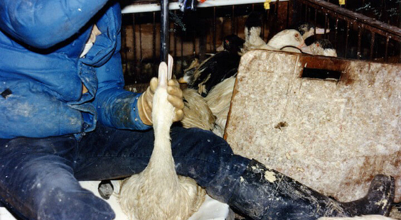 this is foie gras