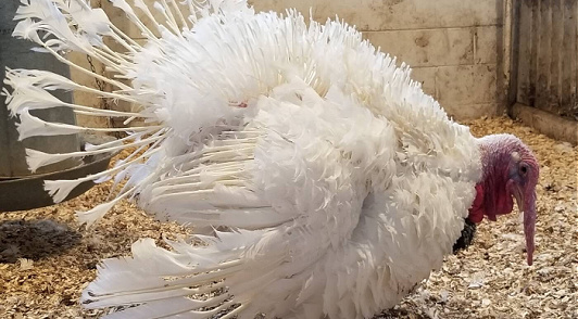 Meet the ‘Terrible 10’—Companies That Capture, Torment, and Kill ...