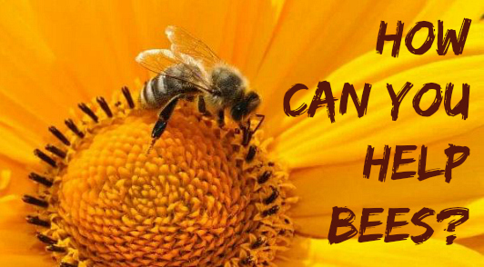 how to help bees