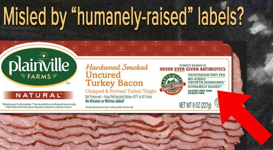 Humane Meat Labels 720 Monkeys Crammed Into 144 Shipping Crates Destined for Deadly ...