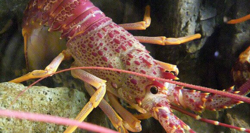 amazing lobster facts