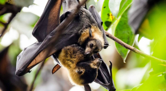 what you need to know about bats