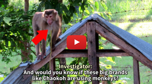 help monkeys