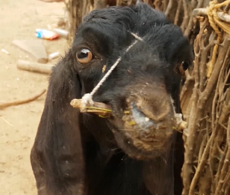 goat with mouthstick