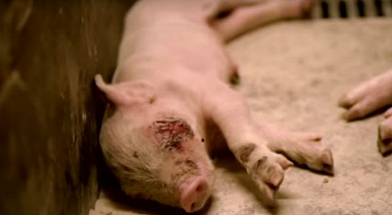 year of the pig