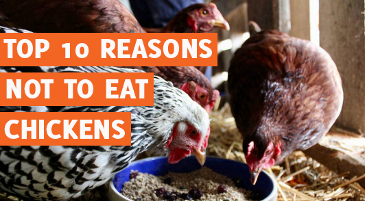 why you should never eat chickens
