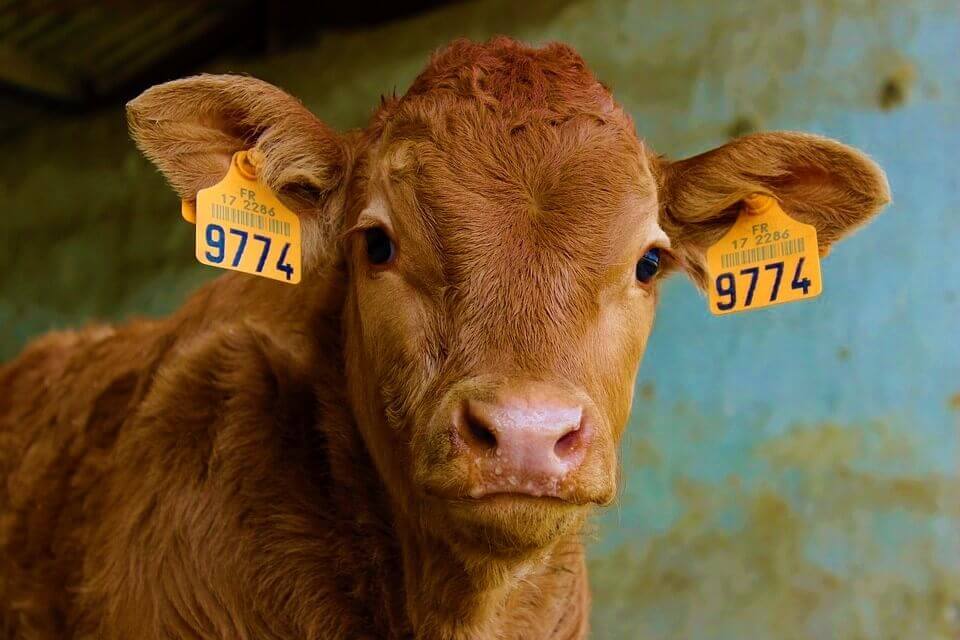 VEG tagged calf looking at Urge Chick-fil-A to Veganize Its Cauliflower Sandwich!