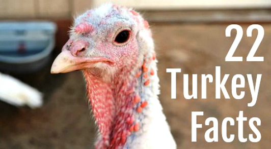 facts about turkeys
