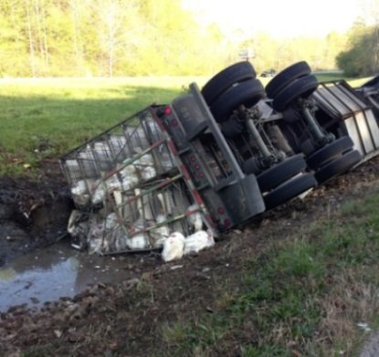 turkeys suffering in truck crash