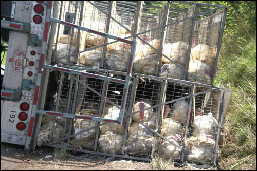turkeys overturned in a truck crash