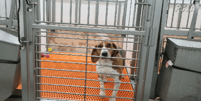 Envigo and its Parent Company Inotiv Want to Sell Beagle Prison Survivors for Experiments—Urge CEO to Let Every Last Dog Be Adopted