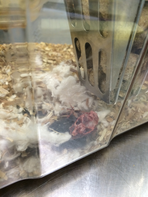 Mice Suffer for Bad Science at Pitt—Take Action! | PETA