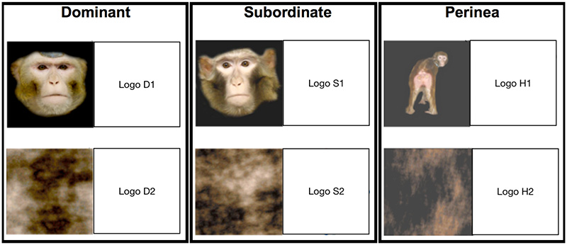 monkeys abused in experiment