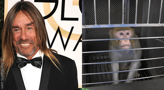 Iggy Pop / Monkey in cage at a lab