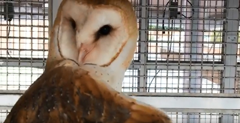one owl used in the experiment