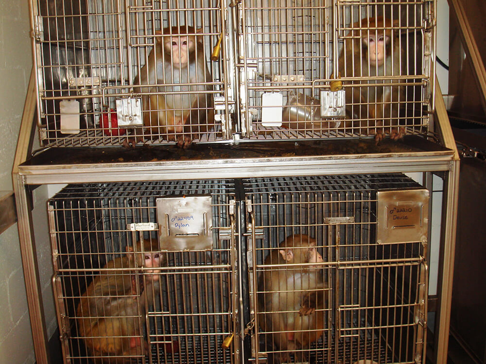 https://acb0a5d73b67fccd4bbe-c2d8138f0ea10a18dd4c43ec3aa4240a.ssl.cf5.rackcdn.com/10003/VIV+Monkeys+Cage+NC+PO+VS.jpg?v=1499481987000