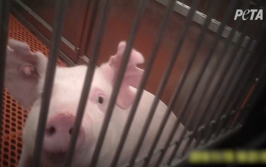 Image of pig in a cage in a lab