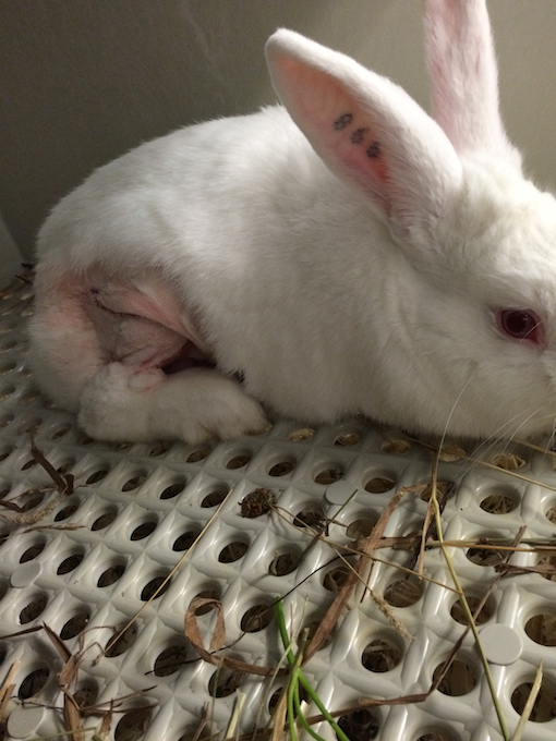 PETA Exposé Uncovers Mutilated Rabbits, Monkeys Driven Mad in ...