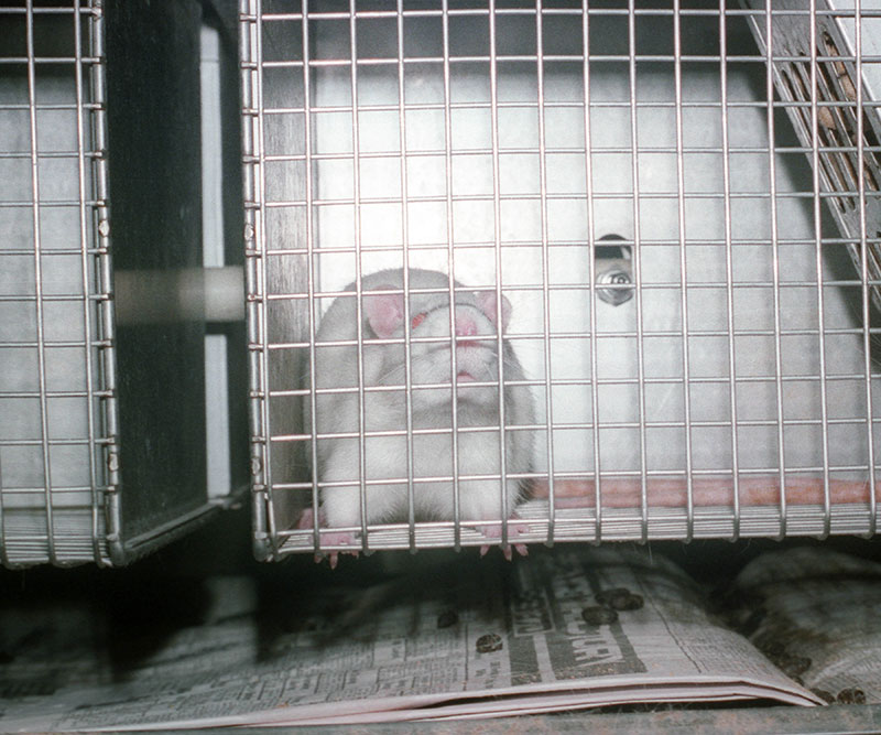 photo of rat in a cage