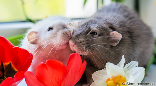Image of happy rats