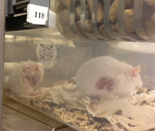 Image of wounded rats in cage