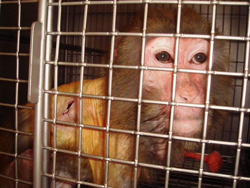 Badly injured monkey in lab