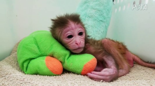 Image of sad baby monkey hugging stuffed animal