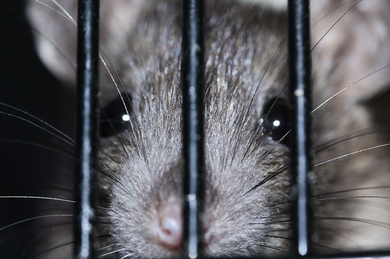 rat behind bars close up