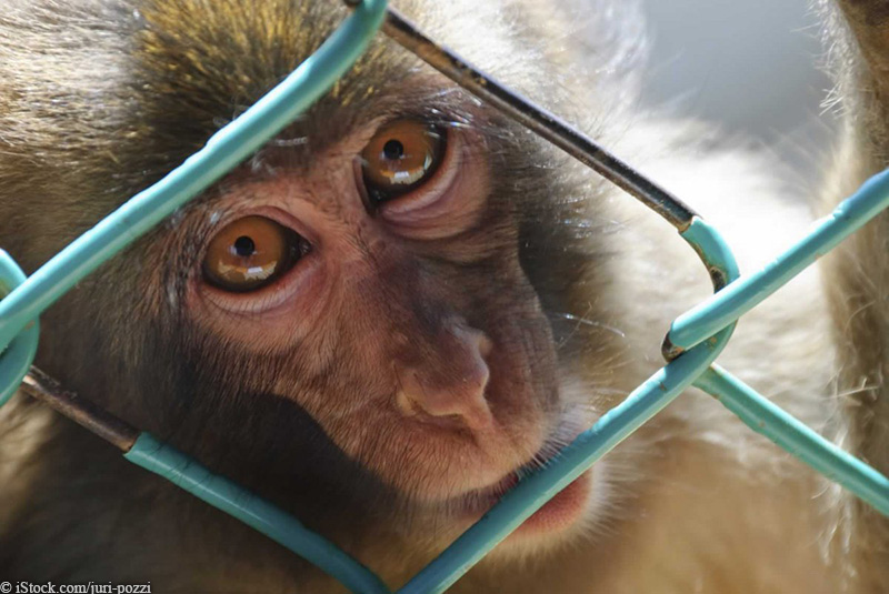 caged monkey