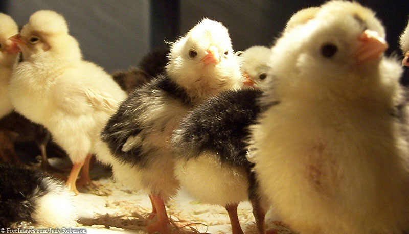 VIV+chicks+CR+COI+DB Chicks and Cow Eyes Shouldn’t Be Used in Museum Exhibits