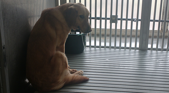 help dogs at TAMU