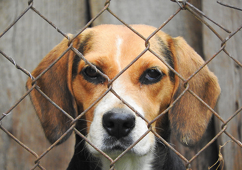 sad beagle in cage