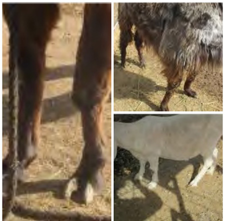 llama and goat hooves