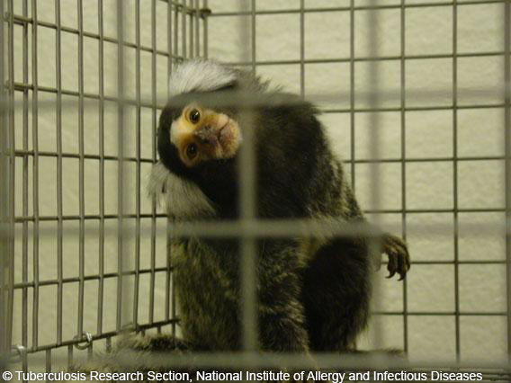 marmoset in lab