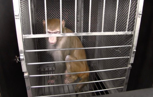 Image of scared monkey in cage