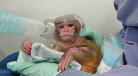 animals are tormented in laboratories