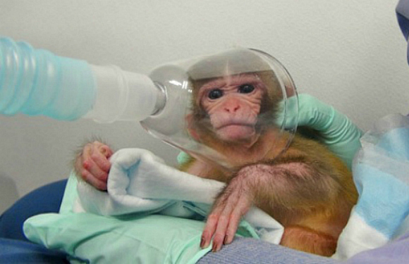 are animal experimenters spychopaths
