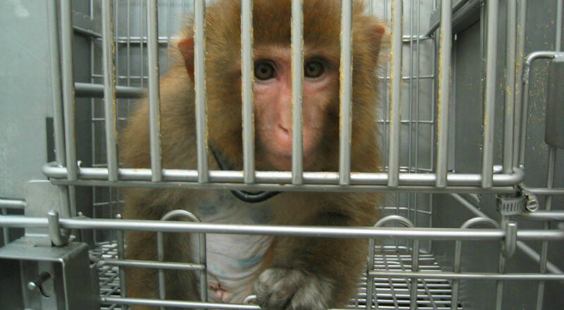 back to school is hell for animals in laboratories