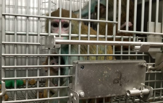 Image of mother and baby monkey in lab cage