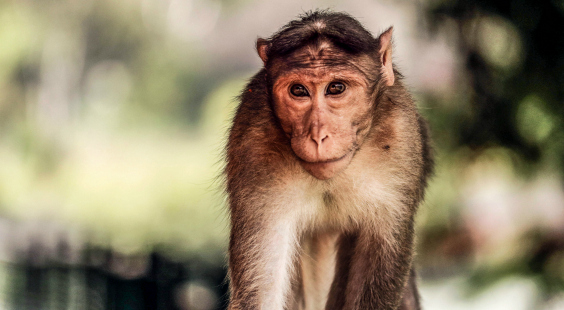 monkey