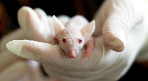 mouse in laboratory