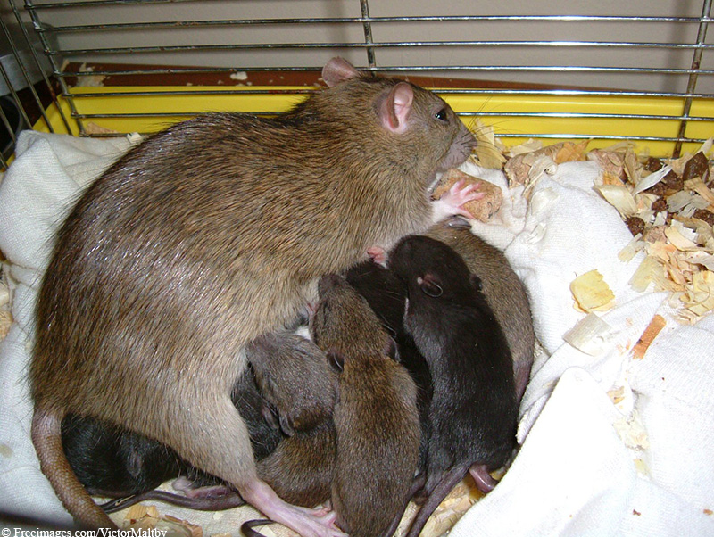 newborn rats and mother