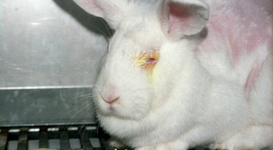 rabbit in laboratory