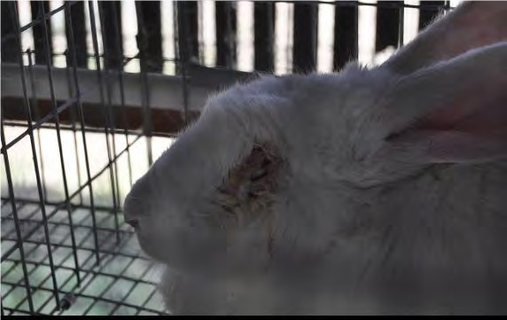 rabbit with badly injured eye