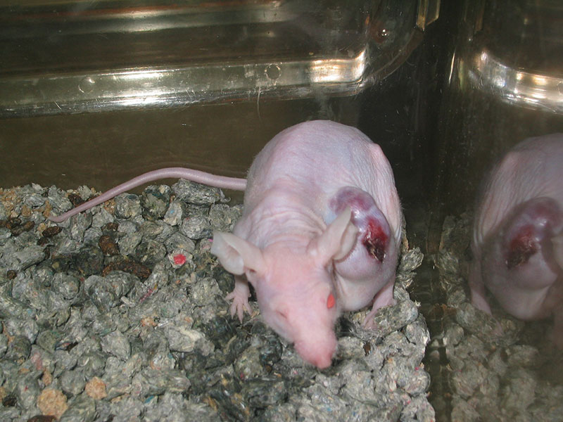 Tell Breast Cancer Charities to Use Non-Animal Research! | PETA