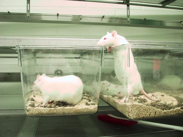 Tell the University of Houston-Clear Lake to STOP Abusing Animals in  Classroom Labs! | PETA