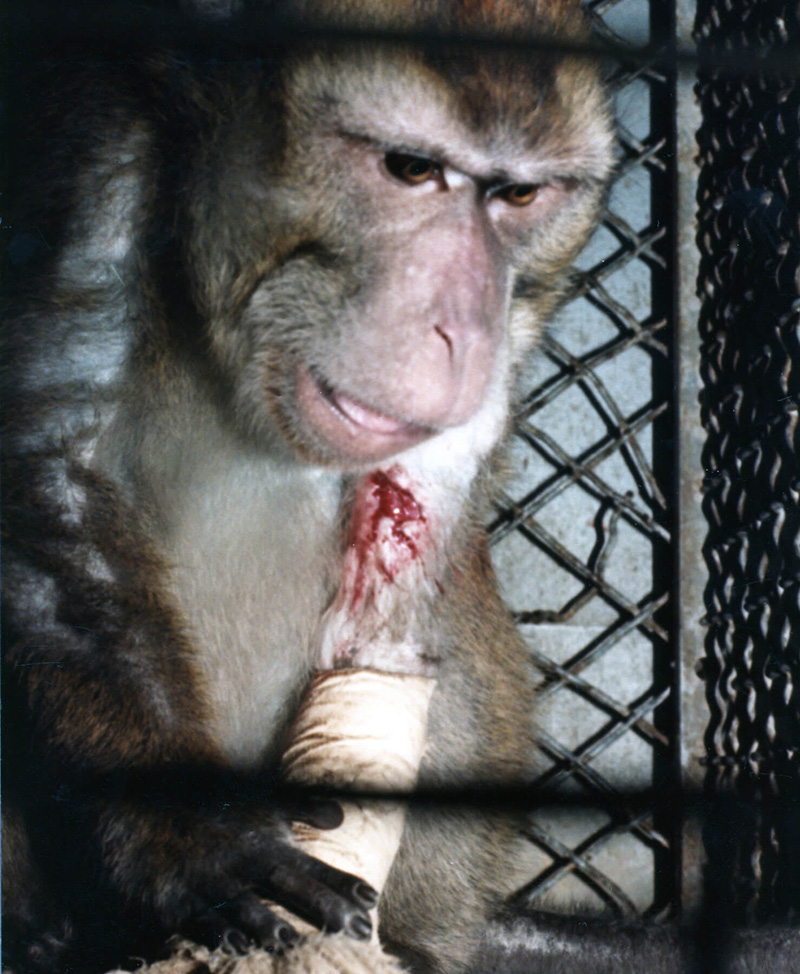 monkey with bleeding arm