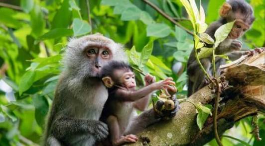 image of a mother and two baby long-tailed macaques in a tree