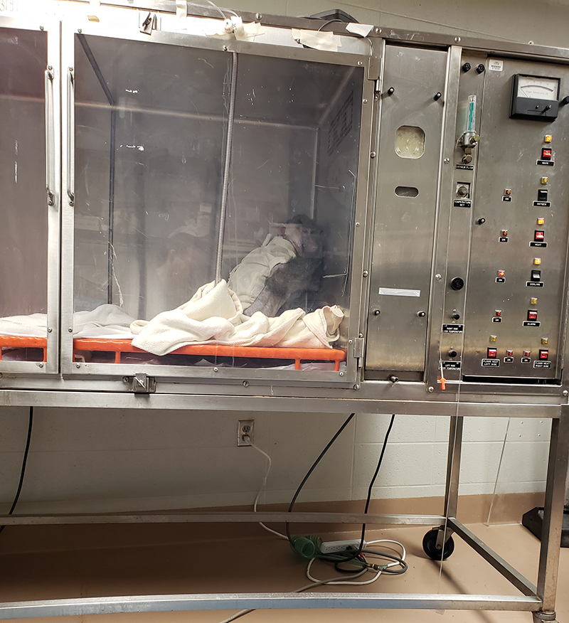 photo of baboon in oxygen chamber