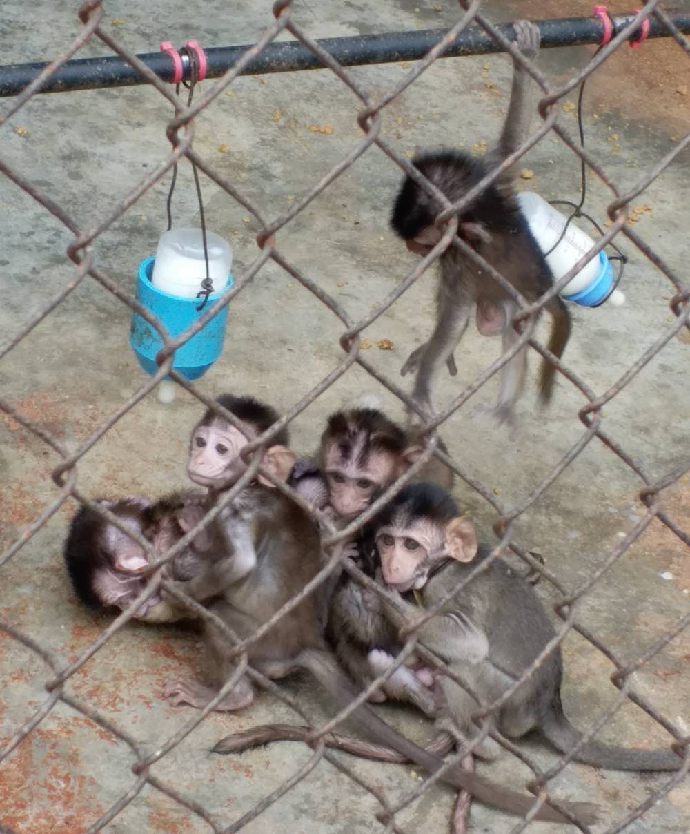 image of baby monkeys in a cage